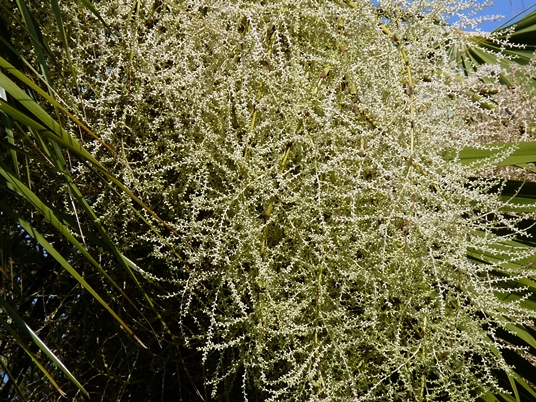 {Sabal palmetto}